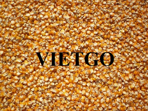 Cơ hội hợp tác với vị khách hàng người Indonesia về mặt hàng ngô hạt