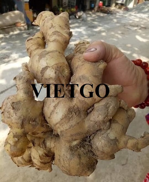 Thương vụ xuất khẩu gừng tươi sang thị trường Dubai
