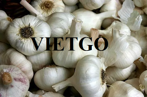 Thương vụ hợp tác với một doanh nghiệp tại Ấn Độ cho đơn hàng tỏi trắng
