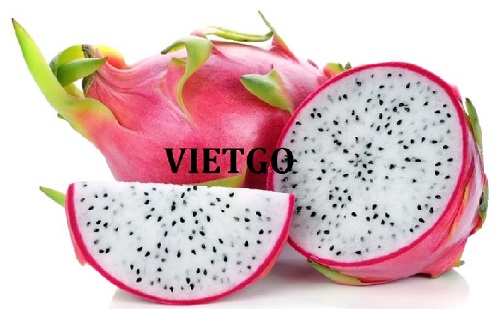Cơ hội xuất khẩu 1 container 20ft thanh long sang thị trường Ma rốc