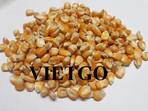 Cơ hội hợp tác với vị khách hàng người Trung Quốc cho sản phẩm ngô vàng