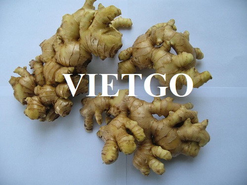 Cơ hội hợp tác với doanh nghiệp Pakistan cho đơn hàng gừng tươi