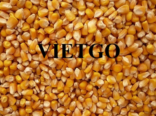 Cơ hội xuất khẩu ngô với số lượng lớn sang thị trường Hàn Quốc