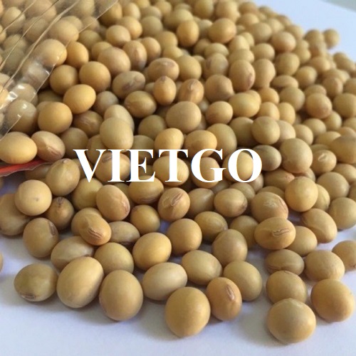 Cơ hội hợp tác với vị khách hàng người Mỹ cho đơn hàng nhập khẩu hạt đậu nành