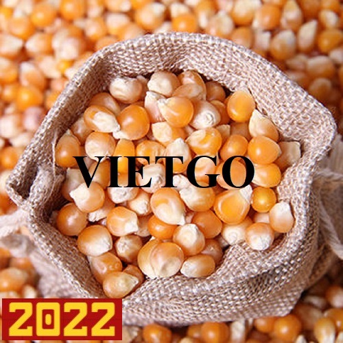 Thương vụ xuất khẩu ngô vàng số lượng lớn sang thị trường Trung Quốc