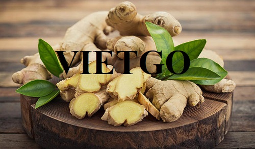 Thương vụ xuất khẩu gừng tươi sang thị trường UAE