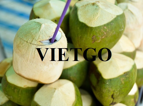 Thương vụ hợp tác xuất khẩu dừa tươi đến từ vị khách hàng người UAE