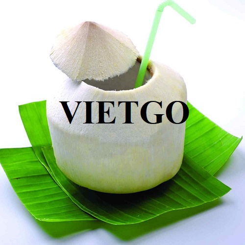 Thương vụ xuất khẩu dừa tươi đầy hấp dẫn sang thị trường Mỹ
