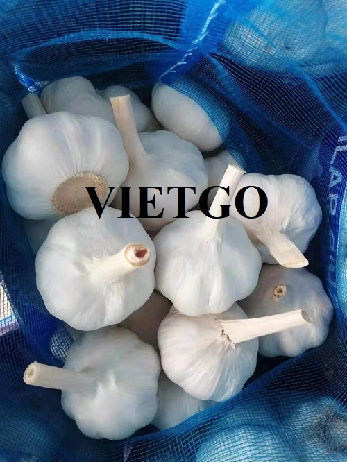 Cơ hội xuất khẩu sản phẩm tỏi trắng đến thị trường Ấn Độ
