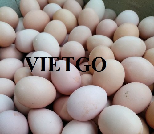 Cơ hội hợp tác với doanh nghiệp tại Canada cho đơn hàng trứng gia cầm