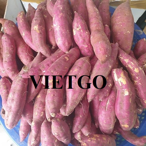 Cơ hội cung cấp mặt hàng khoai lang sang thị trường UAE