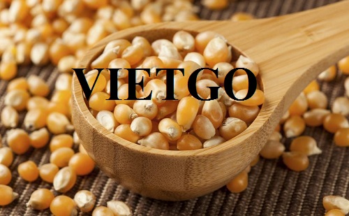 Đối tác người Thổ Nhĩ Kỳ cần tìm nhà cung cấp cho mặt hàng ngô hạt