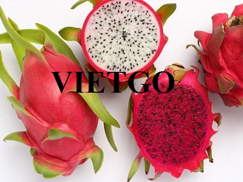 Cơ hội hợp tác với vị khách hàng đến từ Thổ Nhĩ Kỳ cho đơn hàng xuất khẩu thanh long