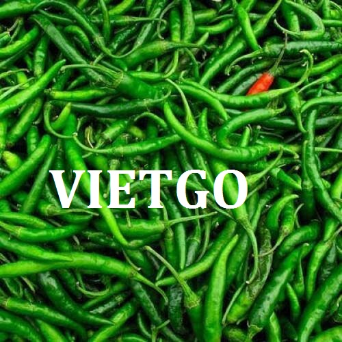 Thương vụ xuất khẩu ớt tươi sang thị trường UAE