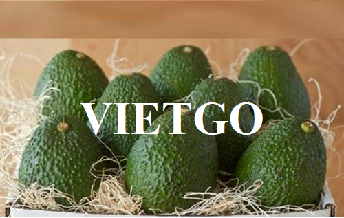 Thương vụ xuất khẩu bơ tươi sang thị trường Ả Rập Xê Út