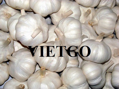 Thương vụ xuất khẩu đầy hấp dẫn cho sản phẩm tỏi trắng đến thị trường Nga