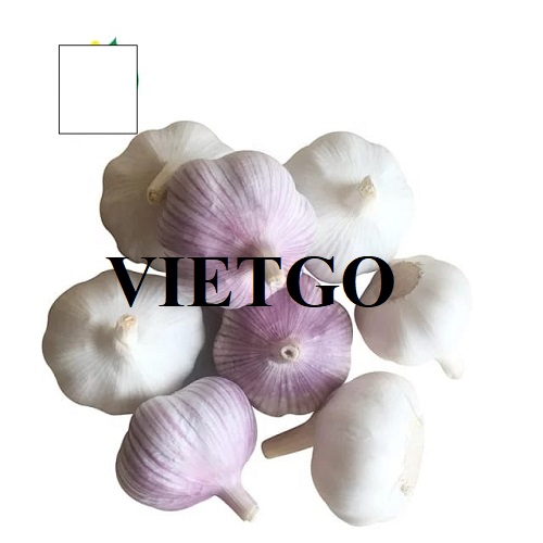 Cơ hội hợp tác với vị thương nhân đến từ Pháp cho đơn hàng xuất khẩu tỏi trắng