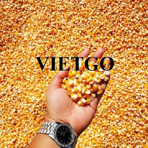 Cơ hội hợp tác với vị doanh nhân người Hàn Quốc cho đơn hàng xuất khẩu ngô vàng