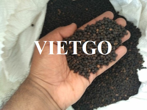 Cơ hội xuất khẩu hạt tiêu đen sang thị trường Thổ Nhĩ Kỳ