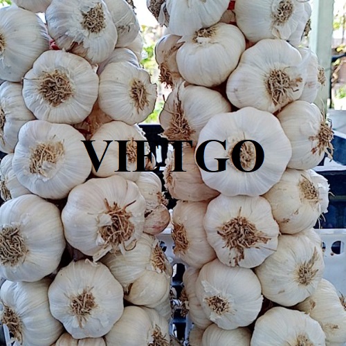 Cơ hội hợp tác với doanh nghiệp Nam Phi cho đơn hàng tỏi