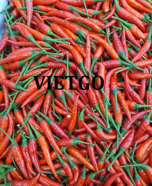 Thương vụ xuất khẩu ớt tươi cho một doanh nghiệp quốc tế có văn phòng tại Việt Nam