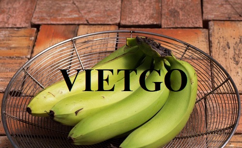 Cơ hội hợp tác với vị thương nhân đến từ Hà Lan cho đơn hàng xuất khẩu chuối xanh