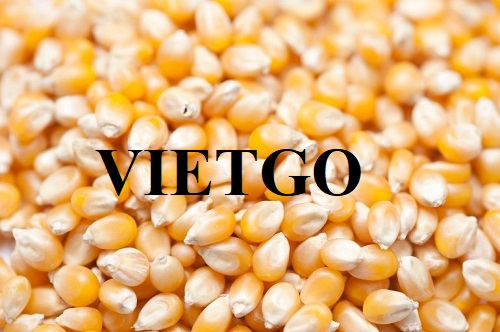 Cơ hội hợp tác với vị khách hàng người Bangladesh cho sản phẩm ngô vàng