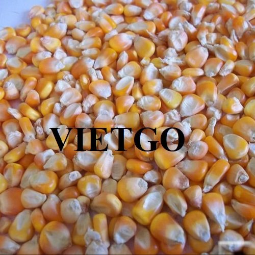 Cơ hội hợp tác xuất khẩu ngô vàng hàng năm sang thị trường Trung Quốc