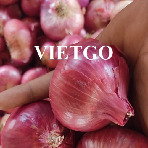 Cơ hội xuất khẩu hành tím số lượng lớn đến từ vị khách hàng người Ấn Độ