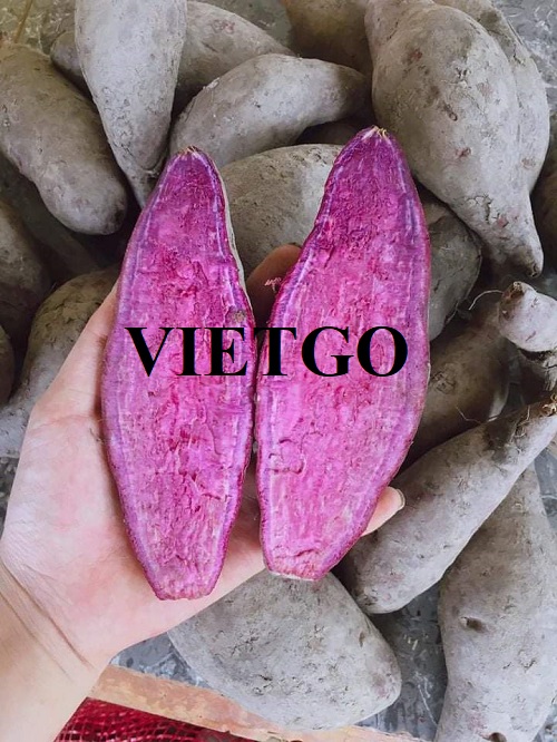 Thương vụ xuất khẩu khoai lang sang thị trường Philippines