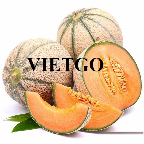 Cơ hội hợp tác xuất khẩu dưa lưới sang thị trường Ý và Tây Ban Nha