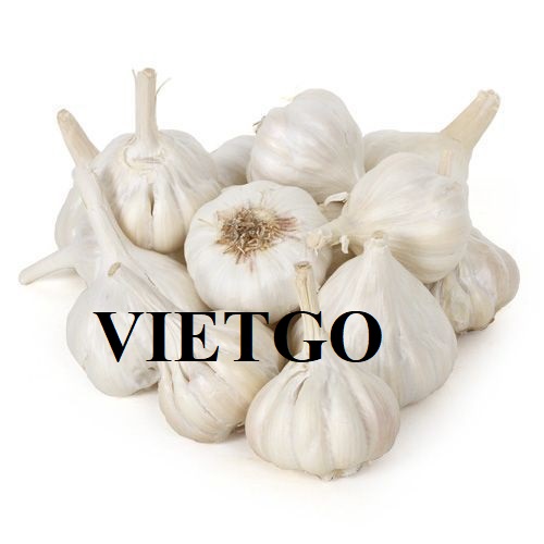 Cơ hội hợp tác với doanh nghiệp tại Haiti cho đơn hàng xuất khẩu tỏi trắng