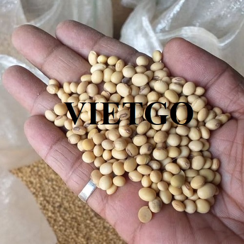 Cơ hội hợp tác đến từ một doanh nhân người Malaysia cho đơn hàng xuất khẩu đậu nành