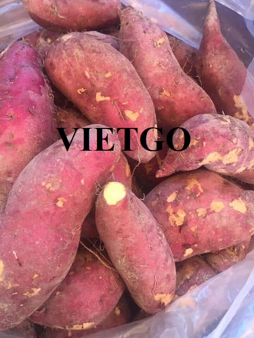 Cơ hội hợp tác với vị khách hàng đến từ UAE cho đơn hàng nhập khẩu khoai lang