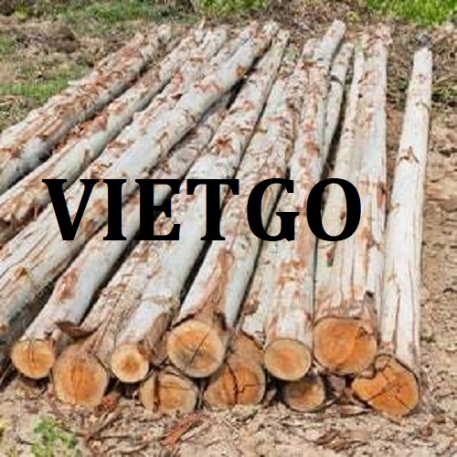 Thương vụ xuất khẩu gỗ bạch đàn tròn sang thị trường Trung Quốc