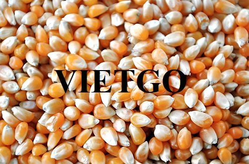 Cơ hội hợp tác với vị khách hàng người Thổ Nhĩ Kỳ cho sản phẩm ngô vàng