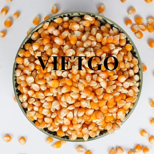 Cơ hội hợp tác với doanh nghiệp tại Trung Quốc cho đơn hàng nhập khẩu hạt ngô vàng