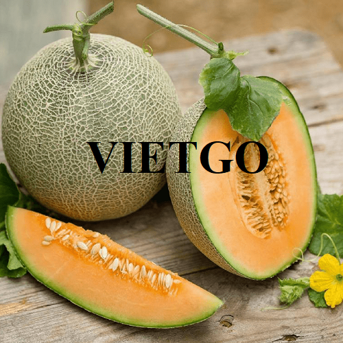 Cơ hội hợp tác xuất khẩu dưa lưới sang thị trường Oman