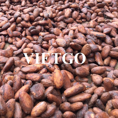 Cơ hội xuất khẩu hạt ca cao đến từ vị khách hàng người Venezuela