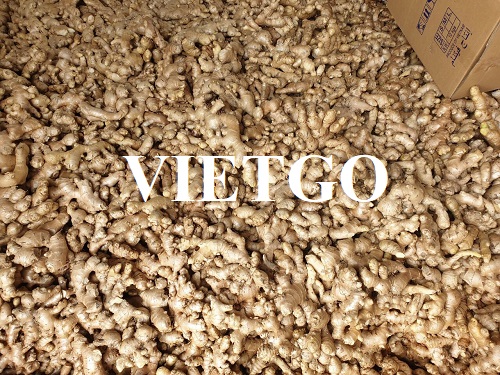 Cơ hội giao thương đến từ vị khách hàng người UAE cho sản phẩm gừng tươi