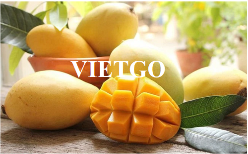 Thương vụ xuất khẩu xoài tươi sang thị trường UAE