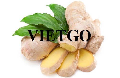 Cơ hội trở thành nhà cung cấp cho đơn hàng xuất khẩu gừng tươi sang Cộng hòa Séc