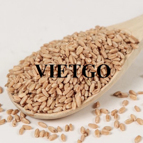 Cơ hội hợp tác xuất khẩu lúa mì hàng năm đến từ doanh nghiệp Đức