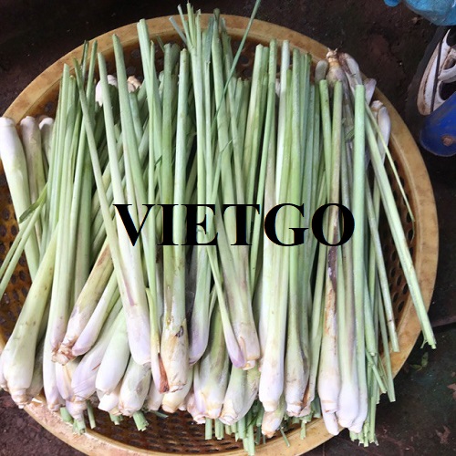 Cơ hội hợp tác với vị khách hàng người Hàn Quốc cho đơn hàng nhập khẩu sả tươi