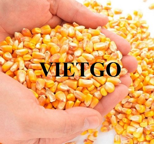 Cơ hội xuất khẩu ngô vàng sang thị trường Trung Quốc đến từ vị khách hàng người Pháp