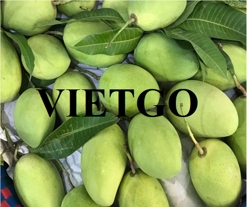 Cơ hội xuất khẩu xoài xanh sang thị trường Tây Ban Nha