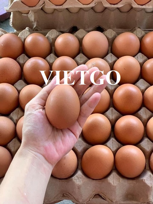 Cơ hội xuất khẩu trứng gà sang thị trường Campuchia