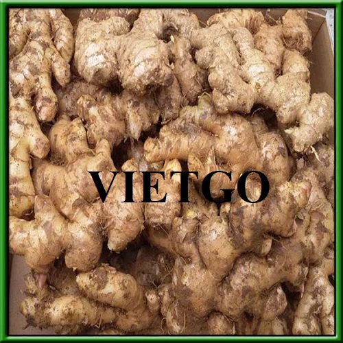 Thương vụ hợp tác xuất khẩu gừng sang thị trường UAE