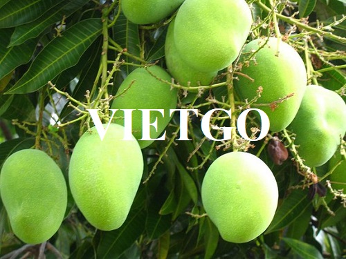 Cơ hội hợp tác với vị khách hàng người Việt cho đơn hàng xuất khẩu xoài tươi sang thị trường Nhật Bản