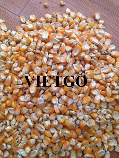 Cơ hội hợp tác với vị thương nhân đến từ Philippines cho đơn hàng xuất khẩu ngô vàng